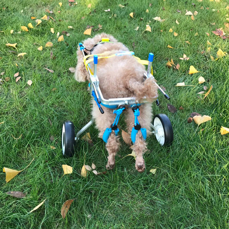 Adjustable Dog Wheelchair for Mobility Support – Perfect for Disabled or Injured Pets